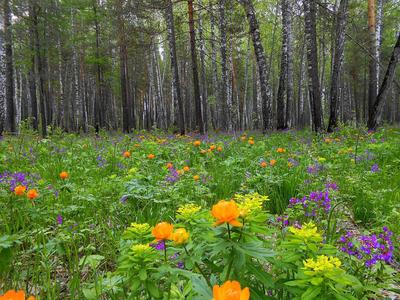 28 видов животных и растений дополнительно внесены в Красную книгу Новосибирской  области - sib.fm