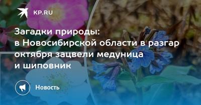 летний луг под облачным небом Редакционное Стоковое Изображение -  изображение насчитывающей лето, россия: 221779859