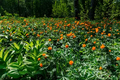 Растения Новосибирской области - фото и картинки: 65 штук