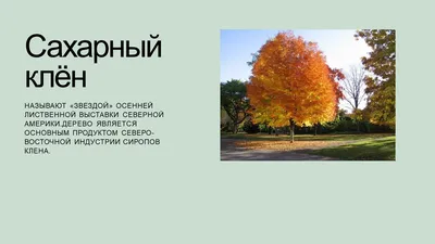 Саррацении | info@exotiks.ru | Дзен