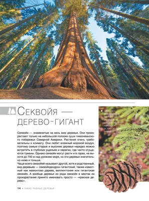 Агава американская (Agava amerikana) — путеводитель по отдыху в Крыму