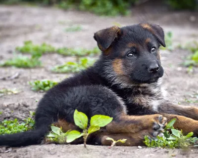 Развитие щенка немецкой овчарки фото фотографии
