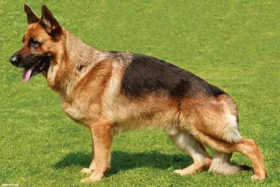 Рост щенка немецкой овчарки Стоковое Изображение - изображение  насчитывающей разведенными, млекопитающее: 68848909