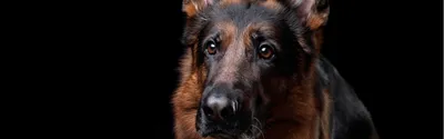 Кормление щенка немецкой овчарки — правильный рацион питания | Royal Canin  UA