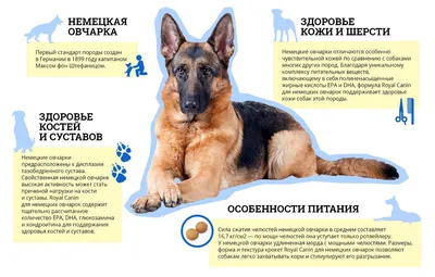 Немецкая овчарка: фото, описание, характер породы | PEDIGREE®