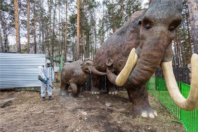 В красноярском «Роевом ручье» родились капибары / Новости общества  Красноярска и Красноярского края / Newslab.Ru