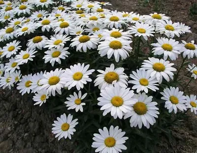 Ромашка в пепельнице🌼🚬 | Аляска, В поисках аляски, Ромашки