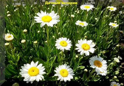 Семена нивяник Артикул Аляска Р00014975 1 уп. - купить в Москве, цены на  Мегамаркет