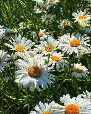 Нивяник наибольший (Leucanthemum maximum `Alaska`) - Нивяник наибольший -  Многолетники - Каталог - LESKOVO-PITOMNIK.ru