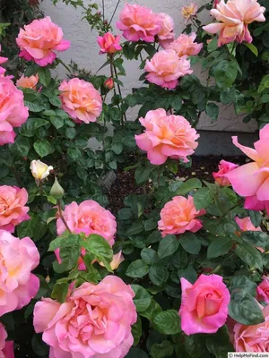 Chicago Peace Rose | Star Nursery Garden and Rock Centers
