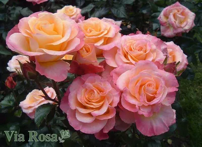 Rose (Rosa 'Chicago Peace') in the Roses Database - Garden.org