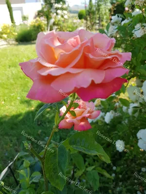 Rose 'Chicago Peace' - Hello Hello Plants