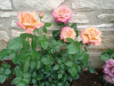 Роза Чикаго Пис (однолетний, ОКС) - купить Розы чайно-гибридные в Киеве и  Украине, выгодная цена Роза Чикаго Пис в интернет-магазине Agrostore ТМ  (Агростор)