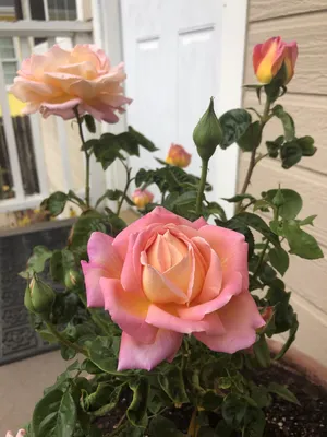 Chicago Peace Rose : r/flowers