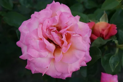 Photo of the bloom of Rose (Rosa 'Chicago Peace') posted by javaMom -  Garden.org