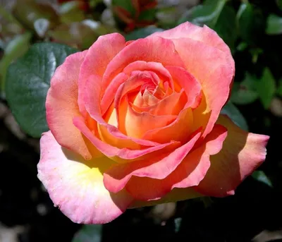 Роза Чикаго Пис купить саженцы, описание сорта | Бахмутский питомник