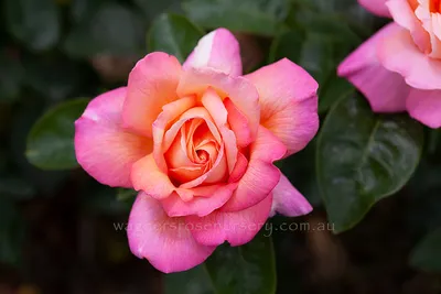 Rosa Chicago Peace ®... stock photo by Nova Photo Graphik, Image: 0931677