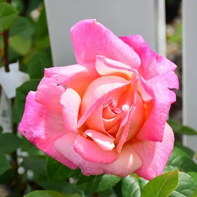 Chicago Botanic Garden - An offspring of the famous Peace rose introduced  shortly after World War II, Rosa 'Baipeace', or Love and Peace® hybrid tea  rose lights up the Rose Garden. #whatsinbloom |