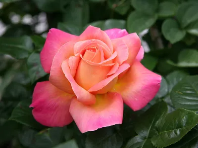 Chicago Peace - Star® Roses and Plants