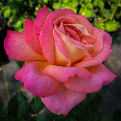 File:190908 077 Chicago Botanic Gdn - Rose Garden, Rosa Easy Does It™  'HARpageant' Floribunda Rose, AARS 2010 winner from Harkness New Roses  (48861692482).jpg - Wikimedia Commons