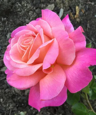Buy Chicago Peace Online | Chamblee's Rose Nursery