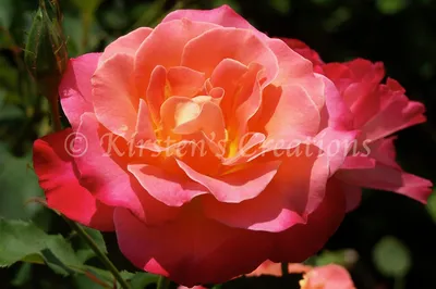 Celebrate the Rose Garden | Chicago Botanic Garden