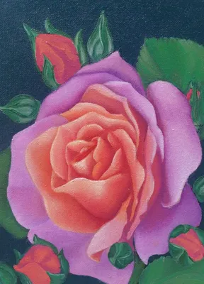 Rosa 'Auscot' Abraham Darby Shrub Rose-Chicago Botanic Gar… | Flickr