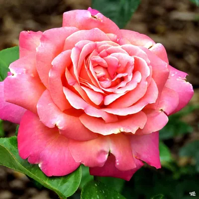 Chicago Peace' Hybrid Tea Rose | Wayside Gardens | Wayside Gardens