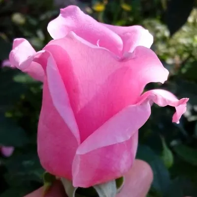 Эйфелева башня роза - описание сорта, как посадить в своем саду, советы по  уходу | РозоЦвет