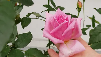 Сорт розы Эйфелева Башня ч/г, Осеннее Цветение,ароматная,высокорослая  красотка 22.09.2021 года