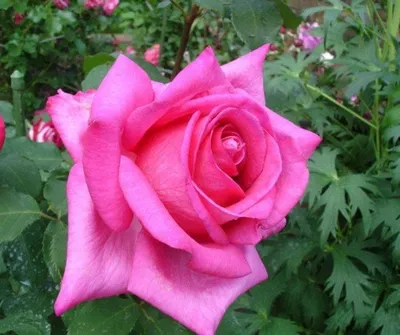 Роза чайно-гибридная Эйфелева Башня - купить по низкой цене с доставкой