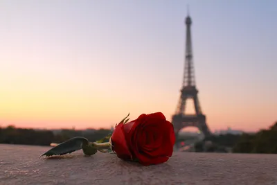 Саженцы Розы чайно-гибридной Эйфелева башня (Eiffel Tower) (ID#986704042),  цена: 115 ₴, купить на Prom.ua