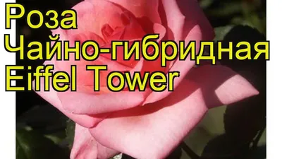 Эйфелева башня - Плодопитомник Краснодарского края \"Красно-Сад\"