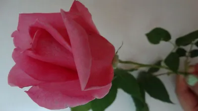 Роза эйфелева башня фото фотографии