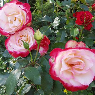 Роза Юбилей Санкт-Петербурга (Jubile du Prince de Monaco, MEILLAND) -  «Шикарнейшая роза!!!» | отзывы
