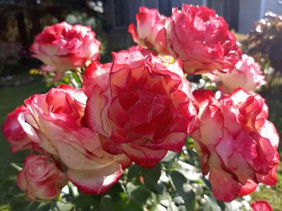 Купить саженцы роз от производителя. Роза флорибунда - сорт Юбилей Санкт- Петербурга (Jubile du Prince de Monaco)