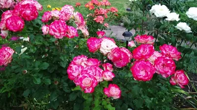 Юбилей Санкт-Петербурга роза -особенности сорта, историческая справка, уход  за растением и советы по выращиванию | РозоЦвет