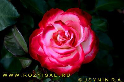 Фото розы юбилея Санкт-Петербурга: изображение в формате jpg для свободного  скачивания | Роза юбилей санкт петербурга Фото №645406 скачать