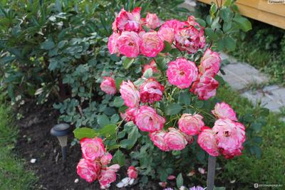 Роза Юбилей Санкт- Петербурга (Jubile de Saint-Petersbourg )или Юбилей  Принца Монако (Jubile du Prince de Monaco) - Питомник роз