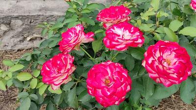 Роза Юбилей принца Монако / Jubile du Prince de Monaco - описание сорта -  Энциклопедия - Всё о цветах для Вашего сада