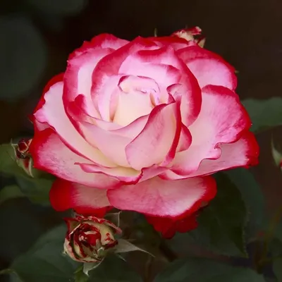 Непрерывно цветущие розы. Роза Юбилей принца Монако / Юбилей Санкт- Петербурга - YouTube