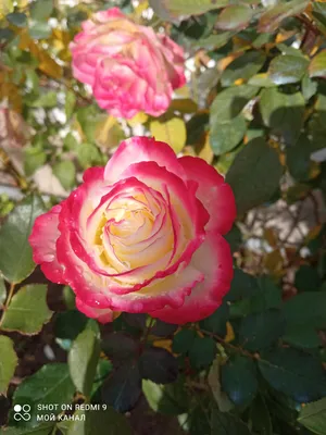 Роза флорибунда «Юбилей Санкт-Петербурга» или «Юбилей принца Монако» |  Питомник Декоративный Сад