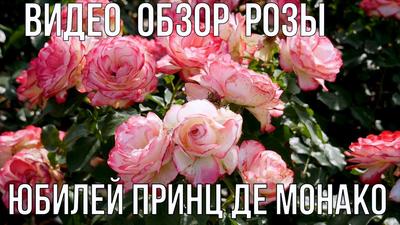 Купить саженцы роз Юбилей Принца Монако (Jubile du Prince de Monaco) с  доставкой по Иркутску