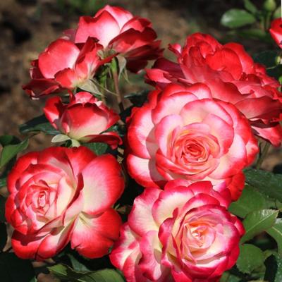 Роза Юбилей Санкт-Петербурга (Jubile du Prince de Monaco, MEILLAND) -  «Прекрасная зимостойкая роза. Подходит и для северных широт.» | отзывы