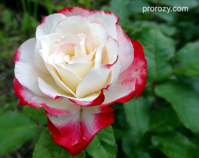 Роза Jubile du Prince de Monaco (Юбилей Принца Монако) – купить саженцы роз  в питомнике в Москве