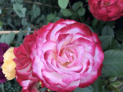 Купить саженцы розы Юбилей принца Монако доставка почтой | Питомник  саженцев «КФХ Фруктовый сад»