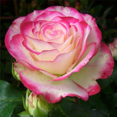 Рэд Франц: французская роза в лаконичной упаковке по цене 4136 ₽ - купить в  RoseMarkt с доставкой по Санкт-Петербургу