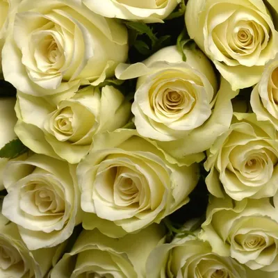 Роза Юбилей принца Монако / Jubile du Prince de Monaco - описание сорта -  Энциклопедия - Всё о цветах для Вашего сада