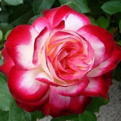 Юбилей Санкт-Петербурга, Юбилей Принца Монако (Jubile du Prince de Monaco)  саженцы роз купить почтой дешево купить флорибунду роза флорибунда