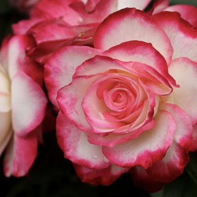 Роза сорта Юбилей Санкт-Петербурга: выращивание и применение в дизайне сада